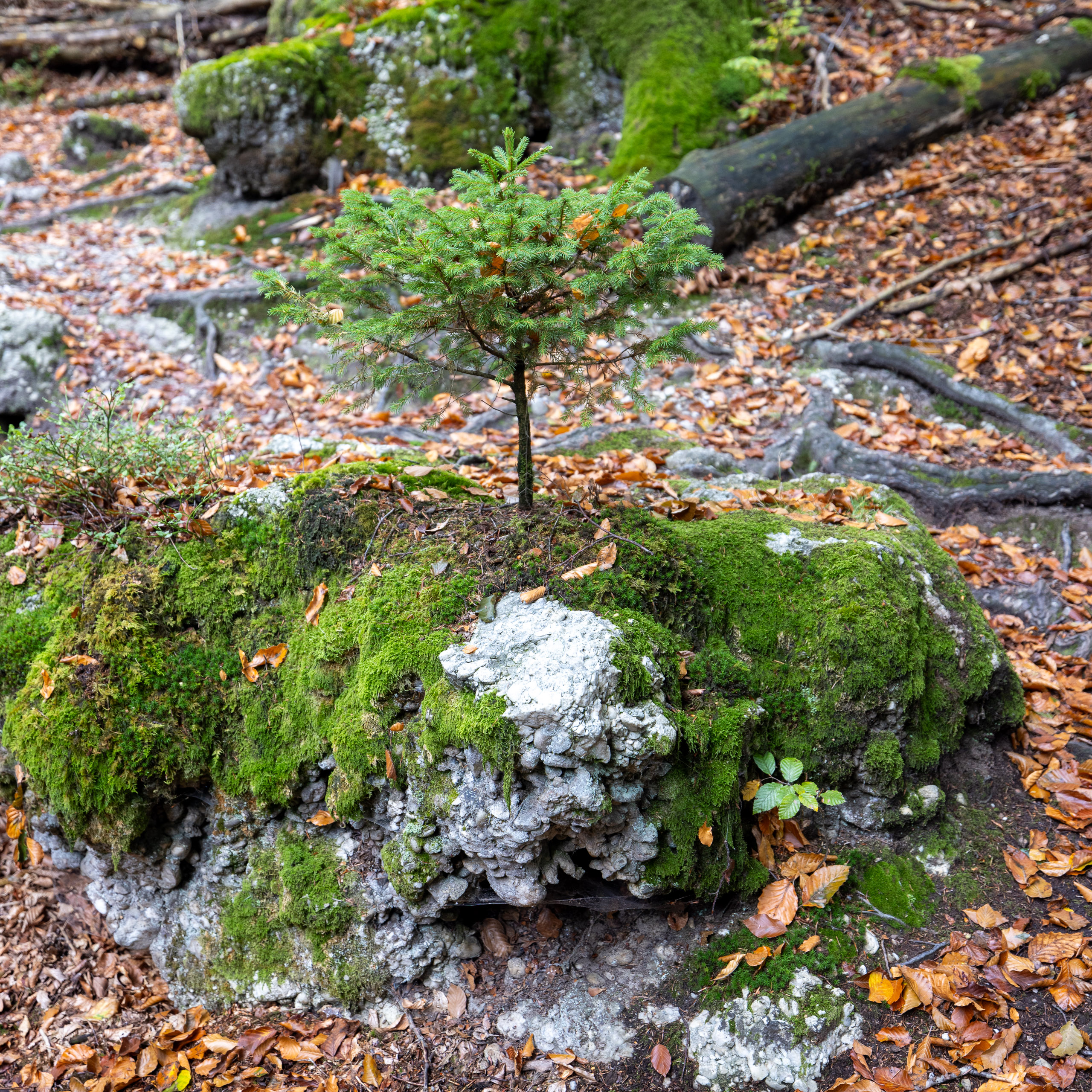 20231015113922 R5D 4422